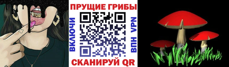купить   Торжок  Галлюциногенные грибы Psilocybe 
